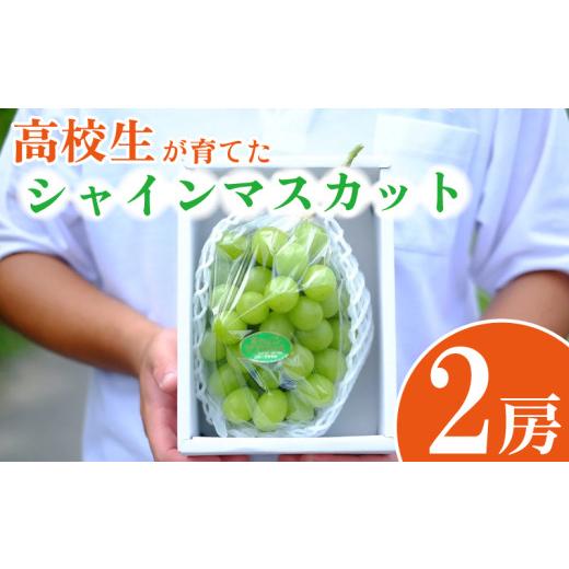 ふるさと納税 ぶどう マスカット 徳島県 吉野川市 高校生が栽培した朝採りシャインマスカット シャインマスカット 2房 (約1.2kg) 先行予約 2026年度発送分 吉…