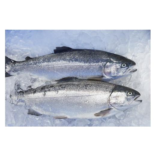 ふるさと納税 魚貝類 サーモン 青森県 今別町 津軽半島今別サーモン