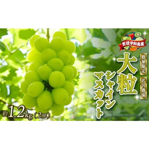 ふるさと納税 ぶどう マスカット 愛媛県 宇和島市 数量限定 大粒 種無し シャインマスカット 約1.2kg 2房 若宮農園 冷蔵便 期間限定 甘い マスカット ますかっ…