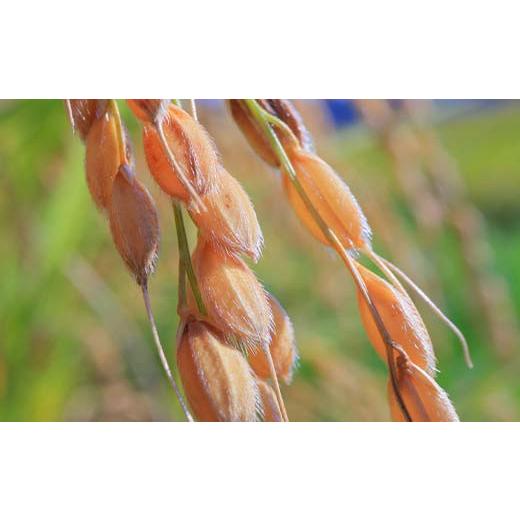 【値下げ中】 ふるさと納税 山形県 新庄市 【定期便】令和5年産 極みのはえぬき 5kg×2（精米）全12回 米 お米 おこめ 山形県 新庄市 F3S-1699 【QGW3624515765】(127680円)