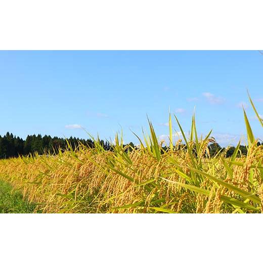 【値下げ中】 ふるさと納税 山形県 新庄市 【定期便】令和5年産 極みのはえぬき 5kg×2（精米）全12回 米 お米 おこめ 山形県 新庄市 F3S-1699 【QGW3624515765】(127680円)