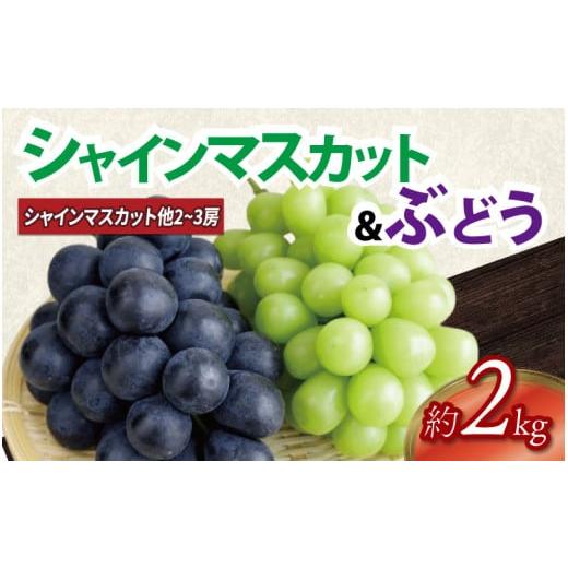 ふるさと納税 果物類 ぶどう 徳島県 吉野川市 ぶどう 2kg シャインマスカット 1房 + 品種おまかせ 2房 〜 3房 (計3房〜4房)ぶどう 詰め合わせ セット マス…
