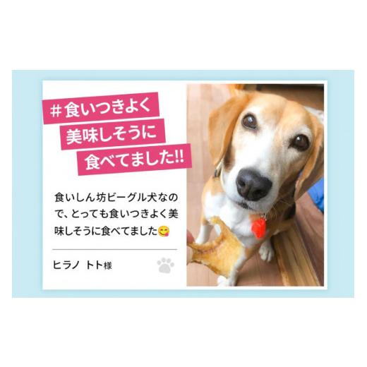 ふるさと納税 乾物 宮城県 気仙沼市 UMINO PET サメ肉ジャーキー 40g×3個 石渡商店 宮城県 気仙沼市 20563953 ペットフード ドッグフード 犬 いぬ 犬用 ペッ…_5