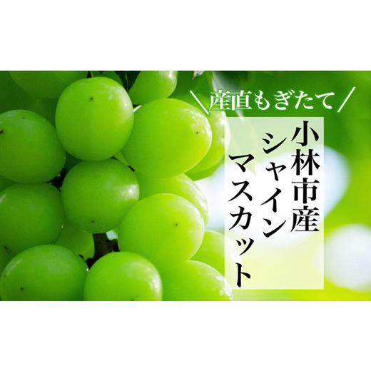 ふるさと納税 ぶどう マスカット 宮崎県 小林市 産直もぎたて 摘みたてシャインマスカット 約700g×1房
