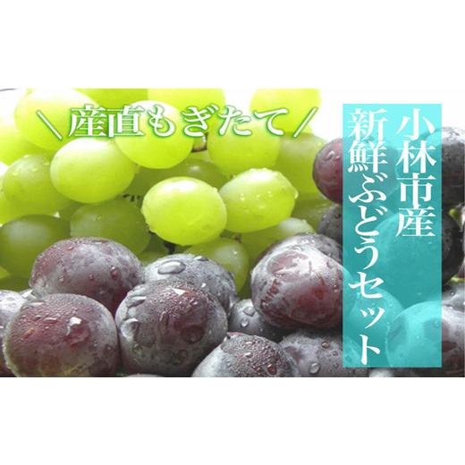 ふるさと納税 ぶどう マスカット 宮崎県 小林市 数量限定 シャインマスカットと旬のぶどう 1.8kg(果実 フルーツ ぶどう マスカット 人気 限定 宮崎 小林市…