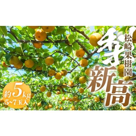 ふるさと納税 梨 宮城県 角田市 梨「新高」約5kg(5〜7玉入) 松崎果樹園 |梨 ナシ こだわりの梨 フルーツ 果物 旬の梨 宮城県角田市 約5kg
