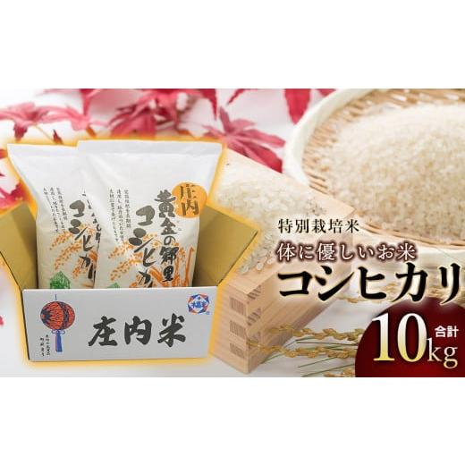 ふるさと納税 米 コシヒカリ 山形県 鶴岡市 令和7年産 体に優しいお米・こしひかり(特別栽培米) 10kg (5kg×2) 山形県庄内産 鶴岡米穀商業協同組合