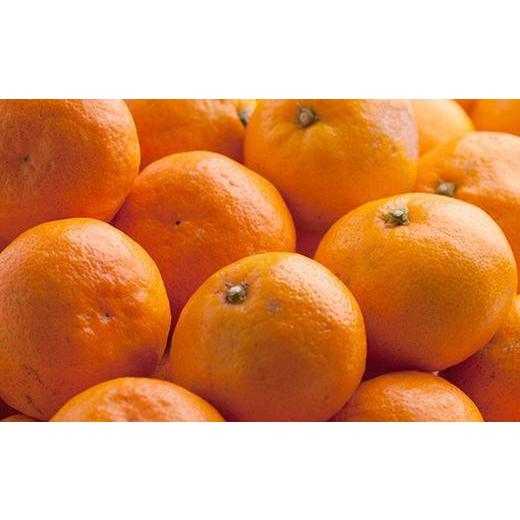 ふるさと納税 果物類 みかん 和歌山県 九度山町 ［先行予約］家庭用 有田みかん1kg+250g（傷み補償分）［2026年10月初旬から2027年1月末日頃順次発送予定］ |  | 03