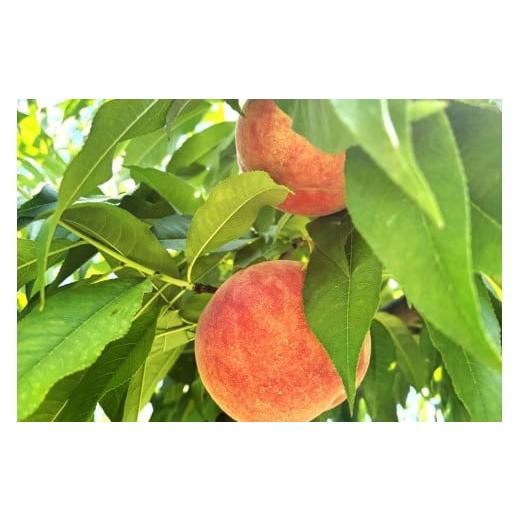 ふるさと納税 もも 長野県 飯田市  2026年先行予約 南信州産 訳あり 桃 約3kg | 桃 もも あかつき なつっこ 果物 フルーツ 果実 完熟桃 訳あり わけあり 長野…の画像