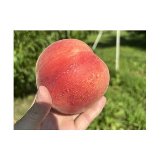 ふるさと納税 もも 長野県 飯田市  2026年先行予約 南信州産 訳あり 桃 約3kg | 桃 もも あかつき なつっこ 果物 フルーツ 果実 完熟桃 訳あり わけあり 長野…の画像