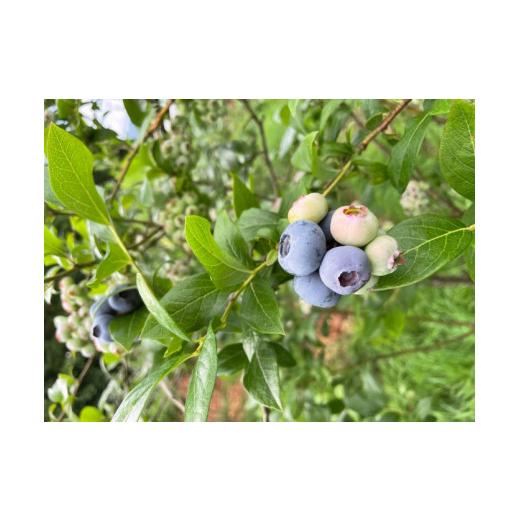 ふるさと納税 岩手県 遠野市 【農薬不使用】遠野の ブルーベリー から絞った 原液 180ml 12本 セット【道の奥ファーム】