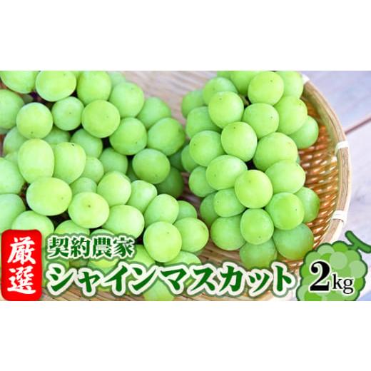 ふるさと納税 ぶどう マスカット 福島県 桑折町 令和8年9月頃発送 厳選 契約農家 シャインマスカット 約2kg 桑折町振興公社 ぶどう / ブドウ 葡萄 果物…