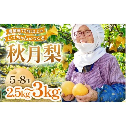 ふるさと納税 梨 福井県 あわら市 先行予約 しづちゃんが作る秋月梨 5〜8玉入(2.5〜3kg) 農業歴70年以上 2026年9月中旬以降順次発送予定 aw075-a008