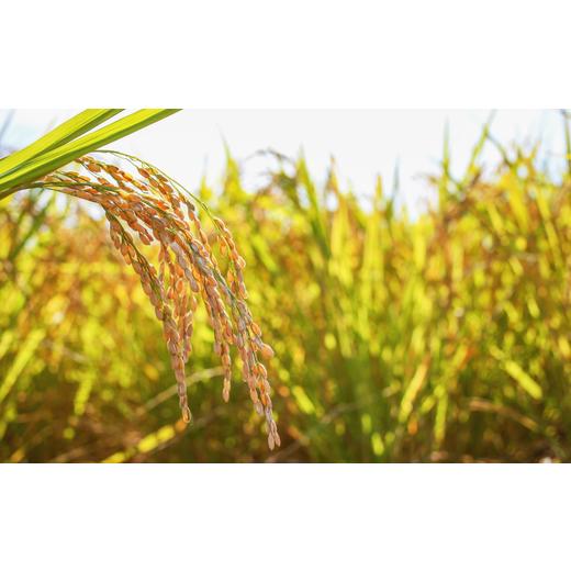 ふるさと納税 米 コシヒカリ 長野県 佐久穂町 定期便２ヶ月 令和7年産 炊きあがりのつやと香りが良く、うま味も強い　コシヒカリ　白米5kg×2袋　計20kg　佐…