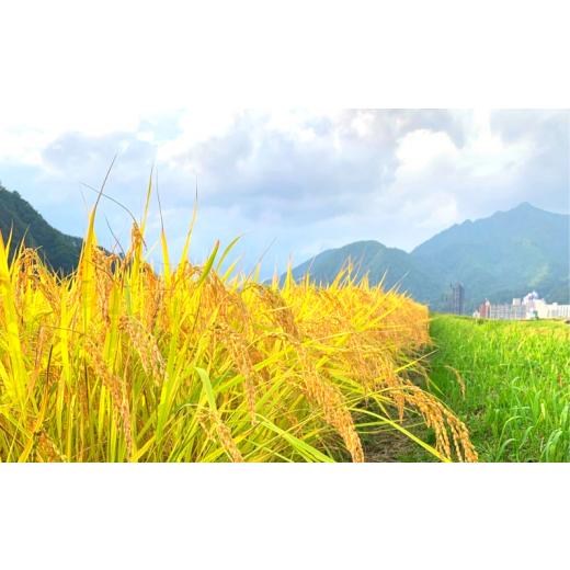 【中古品 】 ふるさと納税 新潟県 湯沢町 令和5年産【精米5kg／12回定期便】谷川連峰の清流で育ったブランド米「福ちゃん米」 【湯沢産コシヒカリ】 【BCD2670681735】(94080円)