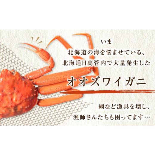 ふるさと納税 カニ ずわいガニ 北海道 様似町 「訳あり」オオズワイガニボイル 中サイズ 3〜4尾 約900gの画像