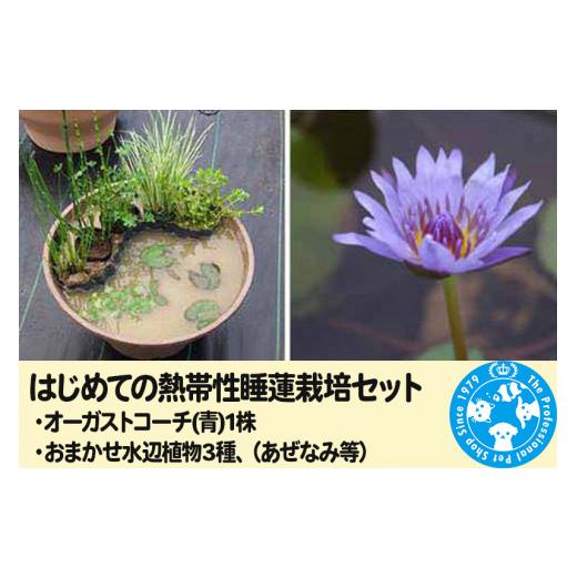 ふるさと納税 花・苗木 群馬県 邑楽町 はじめての熱帯性睡蓮栽培セット(オーガストコーチ(青)1株、おまかせ水辺植物3種、あぜなみ等)[説明書付]