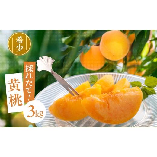 ふるさと納税 もも 長野県 飯田市 南信州産 黄桃 約3kg 2026年8月下旬〜9月下旬発送 | 果物 くだもの フルーツ 柿 桃 もも 黄桃 ジューシー 長野県 信州 南信…の画像