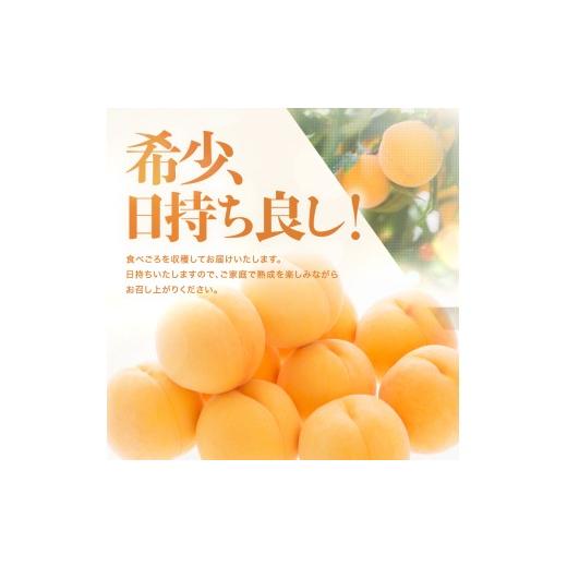 ふるさと納税 もも 長野県 飯田市 南信州産 黄桃 約3kg 2026年8月下旬〜9月下旬発送 | 果物 くだもの フルーツ 柿 桃 もも 黄桃 ジューシー 長野県 信州 南信…の画像
