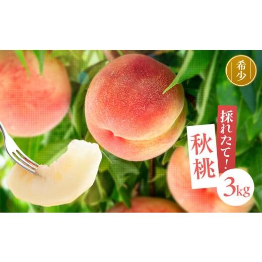ふるさと納税 もも 長野県 飯田市 南信州産 秋桃 白桃 約3kg 2026年8月下旬〜9月下旬発送 | 果物 くだもの フルーツ 柿 桃 もも 白桃 秋桃 ジューシー 長野県 …の画像