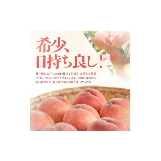 ふるさと納税 もも 長野県 飯田市 南信州産 秋桃 白桃 約3kg 2026年8月下旬〜9月下旬発送 | 果物 くだもの フルーツ 柿 桃 もも 白桃 秋桃 ジューシー 長野県 …の画像