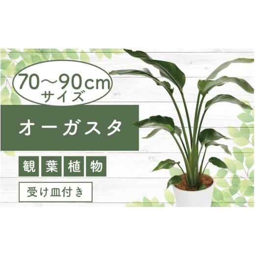 ふるさと納税 雑貨・日用品 花 鹿児島県 指宿市 2026年4月上旬〜発送 観葉植物 オーガスタ 70cm〜90cm(鎌ヶ迫園芸場/IB086-013) 観葉植物 植物 鉢付 インテリ…