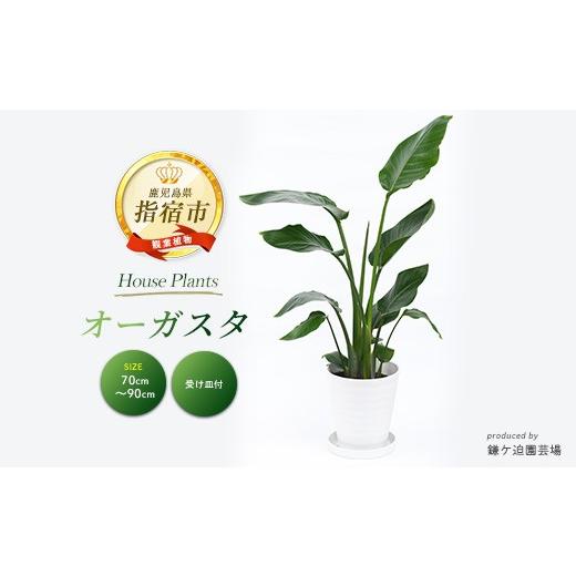 ふるさと納税 雑貨・日用品 花 鹿児島県 指宿市 2026年4月上旬〜発送 観葉植物 オーガスタ 70cm〜90cm(鎌ヶ迫園芸場／IB086-013) 観葉植物 植物 鉢付 インテリ…の画像