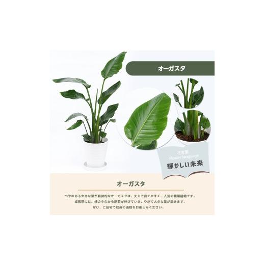ふるさと納税 雑貨・日用品 花 鹿児島県 指宿市 2026年4月上旬〜発送 観葉植物 オーガスタ 70cm〜90cm(鎌ヶ迫園芸場／IB086-013) 観葉植物 植物 鉢付 インテリ…の画像