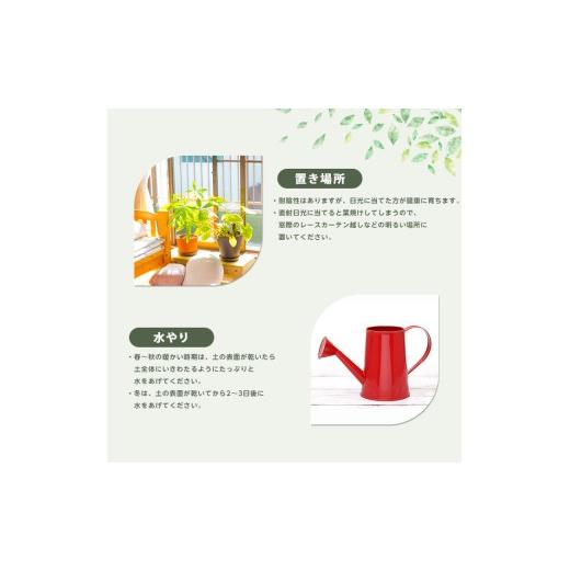 ふるさと納税 雑貨・日用品 花 鹿児島県 指宿市 2026年4月上旬〜発送 観葉植物 オーガスタ 70cm〜90cm(鎌ヶ迫園芸場／IB086-013) 観葉植物 植物 鉢付 インテリ…の画像