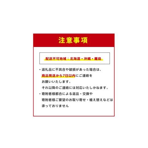 ふるさと納税 雑貨・日用品 花 鹿児島県 指宿市 2026年4月上旬〜発送 観葉植物 オーガスタ 70cm〜90cm(鎌ヶ迫園芸場／IB086-013) 観葉植物 植物 鉢付 インテリ…の画像