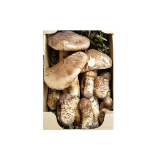 ふるさと納税 野菜類 きのこ 岩手県 岩泉町 岩手県岩泉産松茸