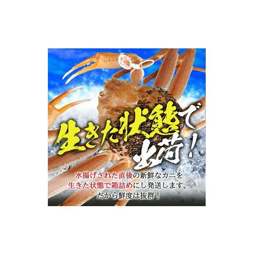 ふるさと納税 カニ ずわいガニ 山形県 遊佐町 生・本ズワイガニ 1匹 350g程度 遊佐沖 10月中旬〜12月下旬頃お届け 冷蔵便 着日指定・離島（沖縄県を含む）発送…の画像