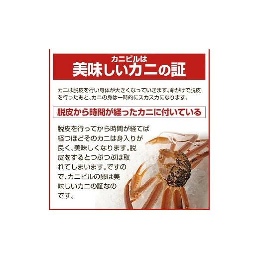 ふるさと納税 カニ ずわいガニ 山形県 遊佐町 生・本ズワイガニ 1匹 350g程度 遊佐沖 10月中旬〜12月下旬頃お届け 冷蔵便 着日指定・離島（沖縄県を含む）発送…の画像