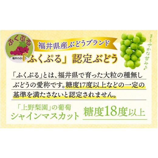 新作グッ ふるさと納税 福井県 あわら市 【先行予約】【種なし】上野梨園のシャインマスカット 約1kg【朝採れ】【秀品】 農園直送【上野の葡萄】 ／ ぶどう フルーツ 果…