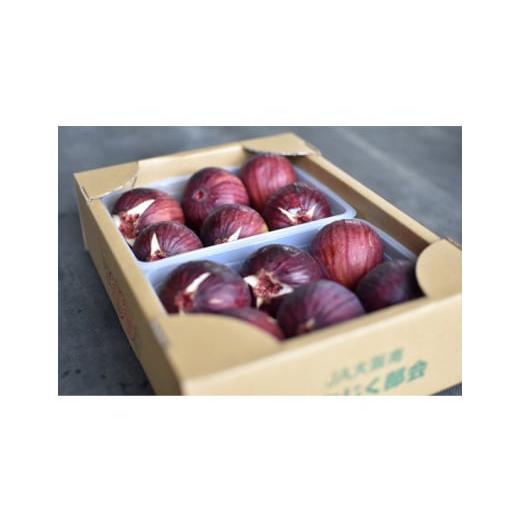 ふるさと納税 果物類 大阪府 河南町 No.330 朝採りいちじく　約1kg ／ 無花果 イチジク 果実 朝採れ 大阪府 特産品