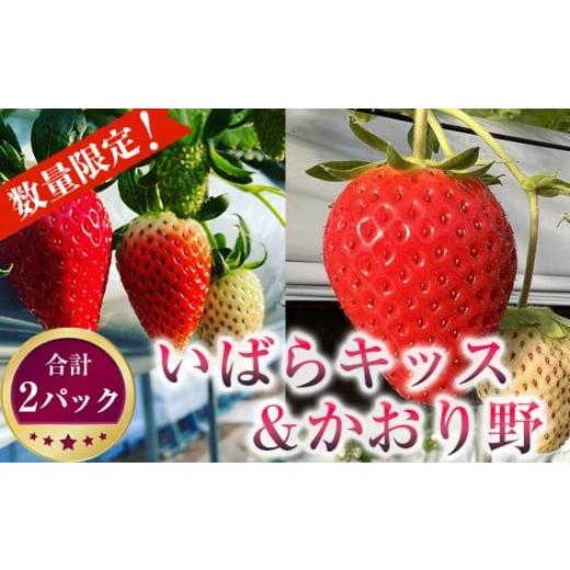 ふるさと納税 いちご 茨城県 坂東市 先行予約[坂東市産]いばらキッス&かおり野 合計2パック食べ比べセット 朝採り直送 / いちご イチゴ 苺 フルーツ 果…