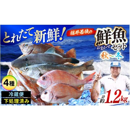 ふるさと納税 旬の鮮魚等 福井県 美浜町 ふるさと納税 先行予約 期間限定 福井 若狭の 鮮魚セット 秋〜冬 計約1.2kg 2026年10月下旬以降順次発送 鮮魚 魚介類…