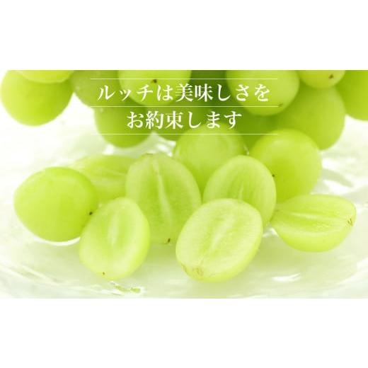 ふるさと納税 ぶどう マスカット 山梨県 笛吹市 2026年発送 全房糖度20度保証付 シャインマスカット 約2kg 2〜5房／日テレ「ZIP 」TBS「ひるおび」にて紹介 美…の画像