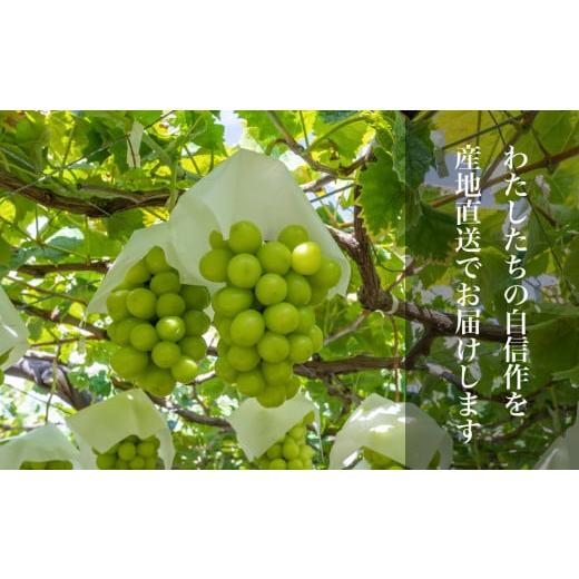 ふるさと納税 ぶどう マスカット 山梨県 笛吹市 2026年発送 全房糖度20度保証付 シャインマスカット 約2kg 2〜5房／日テレ「ZIP 」TBS「ひるおび」にて紹介 美…の画像