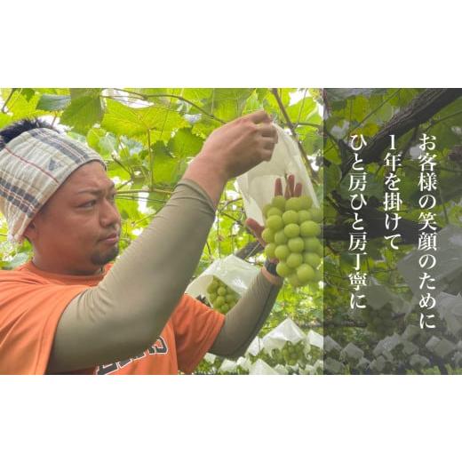 ふるさと納税 ぶどう マスカット 山梨県 笛吹市 2026年発送 全房糖度20度保証付 シャインマスカット 約2kg 2〜5房／日テレ「ZIP 」TBS「ひるおび」にて紹介 美…の画像