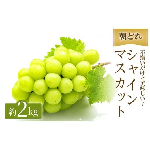 ふるさと納税 ぶどう マスカット 岡山県 高梁市 訳あり シャインマスカット 約2kg ご家庭用 辻葡萄園 ぶどう 葡萄 フルーツ 果物 岡山県産 岡山のぶどう 食後 …
