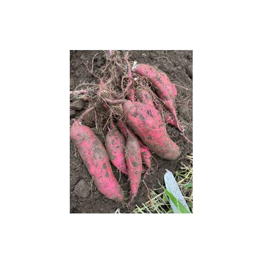 ふるさと納税 野菜類 サツマイモ 茨城県 土浦市 生芋 20kg S〜Lサイズ混合 2箱 いも長 ｜ さつまいも いも 生いも 紅はるか 国産 離島への配送不可の画像