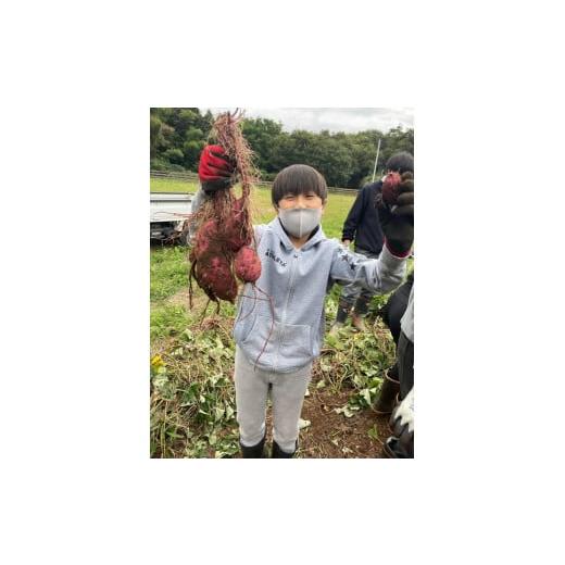 ふるさと納税 野菜類 サツマイモ 茨城県 土浦市 生芋 20kg S〜Lサイズ混合 2箱 いも長 ｜ さつまいも いも 生いも 紅はるか 国産 離島への配送不可の画像