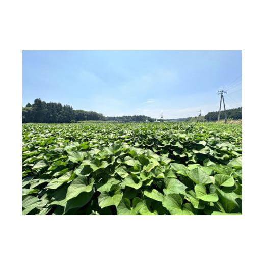 ふるさと納税 野菜類 サツマイモ 茨城県 土浦市 生芋 20kg S〜Lサイズ混合 2箱 いも長 ｜ さつまいも いも 生いも 紅はるか 国産 離島への配送不可の画像