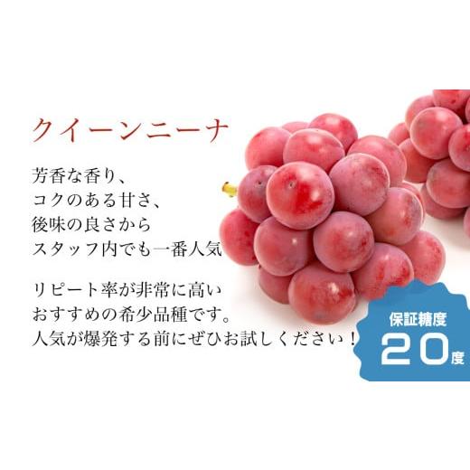 ふるさと納税 ぶどう 山梨県 笛吹市 2026年発送 全房糖度20度保証付 クイーンニーナ 約2kg 2〜5房 希少品種 ルッチスタッフいち推し 人気急上昇中 ／日テレ「Z…の画像