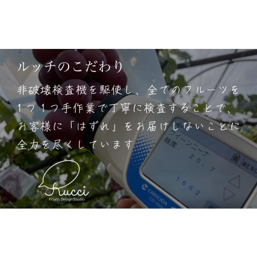 ふるさと納税 ぶどう 山梨県 笛吹市 2026年発送 全房糖度20度保証付 クイーンニーナ 約2kg 2〜5房 希少品種 ルッチスタッフいち推し 人気急上昇中 ／日テレ「Z…の画像