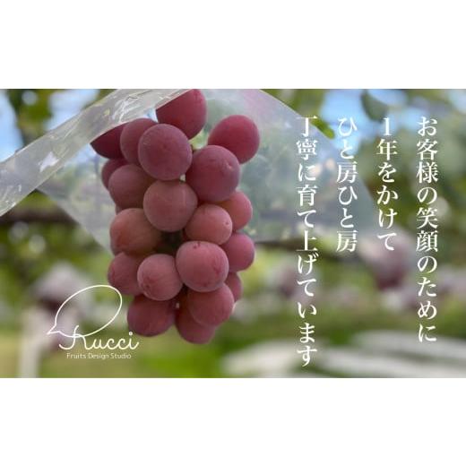 ふるさと納税 ぶどう 山梨県 笛吹市 2026年発送 全房糖度20度保証付 クイーンニーナ 約2kg 2〜5房 希少品種 ルッチスタッフいち推し 人気急上昇中 ／日テレ「Z…の画像