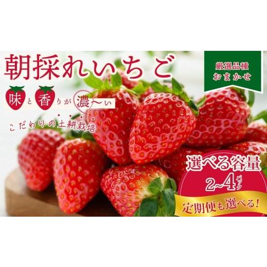 ふるさと納税 いちご 茨城県 常陸太田市 厳選いちご 2パック×3回発送 定期便 | 3ヶ月連続 定期便 苺 イチゴ 大粒 いちご 1月発送 2月発送 3月発送 4月発送 い…
