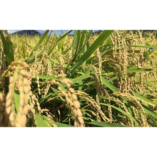 ふるさと納税 米 福井県 若狭町 令和7年産 福井県若狭町 つきあかり （一等米） 20kg（神谷農園） 5kg×4袋 お米 ブランド米 銘柄米 ご飯 おにぎり お弁当 産…の画像