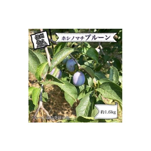 ふるさと納税 果物類 長野県 佐久市 先行予約・2026年9月下旬発送 令和8年産ホシノマチプルーン(サンプルーン)約1.6kg 沖縄県・離島は発送不可 長野県 信州…